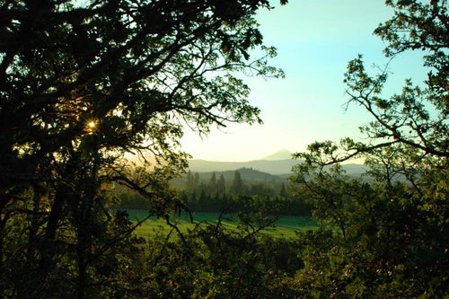 Steep the Trail: Hiking with Tea for Energy and Recovery - Full Leaf Tea Company