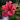 Vibrant pink hibiscus flower in full bloom with delicate petals and yellow-tipped stamens, set against a lush green background.