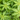 Close-up of fresh lemon verbena leaves with vibrant green color and textured veins, highlighting one of the natural ingredients in Organic Green Energy Tea.
