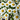 Close-up of blooming chamomile flowers with white petals and bright yellow centers, growing densely together in a lush green garden.