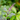Close-up of a holy basil (Tulsi) plant with purple stems and delicate violet blossoms, representing a natural adaptogen used in herbal teas.
