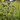 Close-up of a stinging nettle plant in a sunny meadow with soft-focus yellow flowers and green grass in the background.
