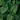 Close-up of dark green peppermint leaves with textured surfaces, showing the rich color and detail of the herb used in Organic Peppermint Tea.