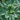 Close-up of a green ashwagandha plant with pointed leaves and small developing buds, showing the natural source of Organic Ashwagandha Root Tea.