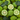 Fresh limes with dark green leaves, including whole and halved fruits showing their textured rind and juicy interior.