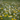 Close-up of a meadow filled with dandelions at various stages of bloom, including bright yellow flowers and white seed heads, set against a soft green background.