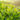 Close-up of fresh green tea leaves glistening in sunlight on a tea plantation, highlighting the vibrant color and natural growth of young tea plants.