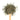 Wooden spoon of Organic China Green on a white background.