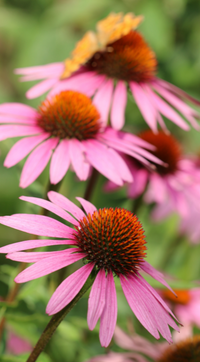 echinacea flower