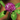 Close-up of a red clover flower with green leaves on a blurred background