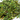 Close-up of sencha green tea leaves on a white background