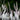 Tall white flowering stalks of a Black Cohosh plant with green foliage in the background.