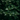 Close-up of spearmint leaves with a dark background