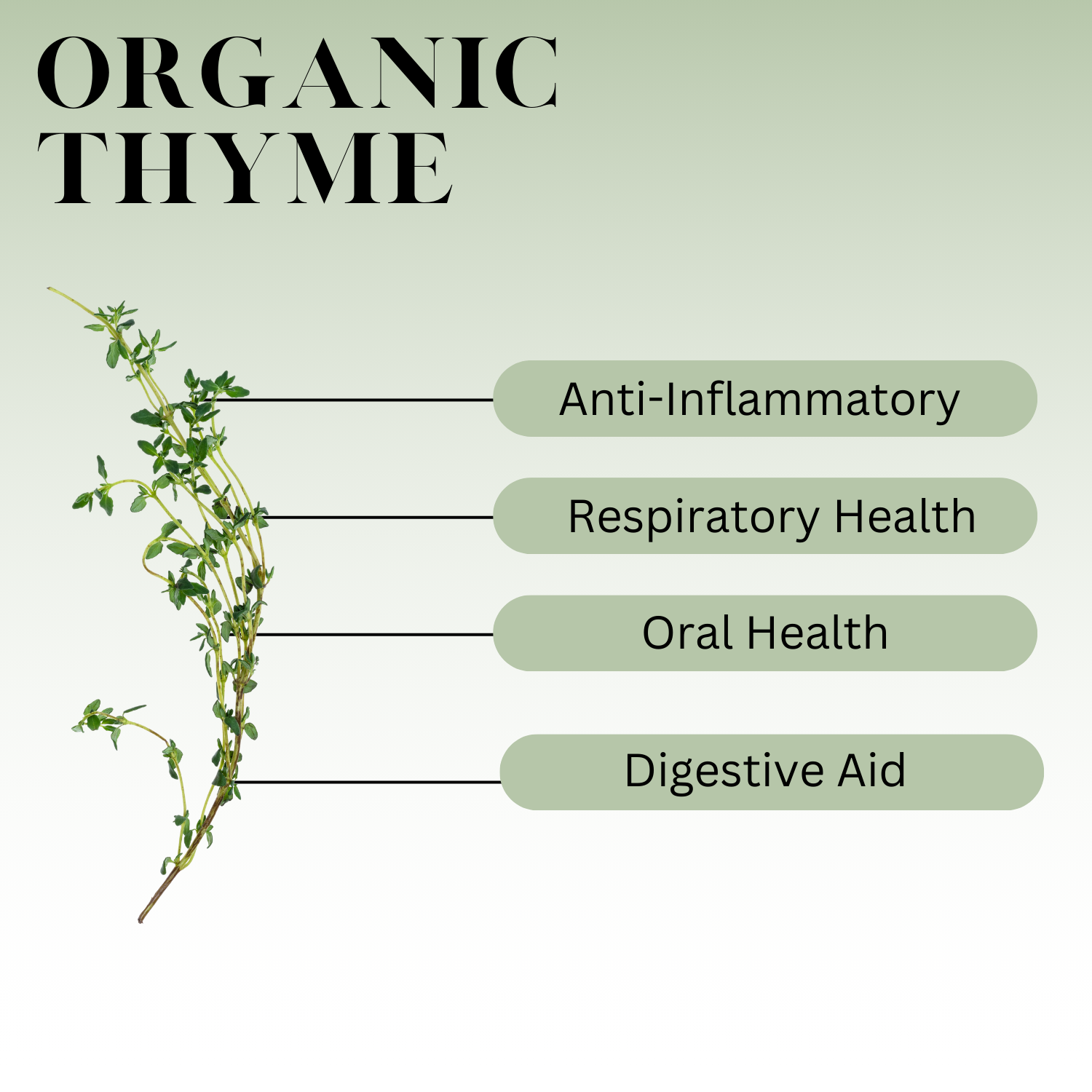 A graphic for Organic thyme that reads: Anti-Inflammatory, Respiratory Health, Oral Health, Digestive Aid