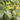 Close-up of fresh green yerba mate leaves growing on a plant branch, showing the vibrant young foliage used to make Organic Yerba Mate tea.