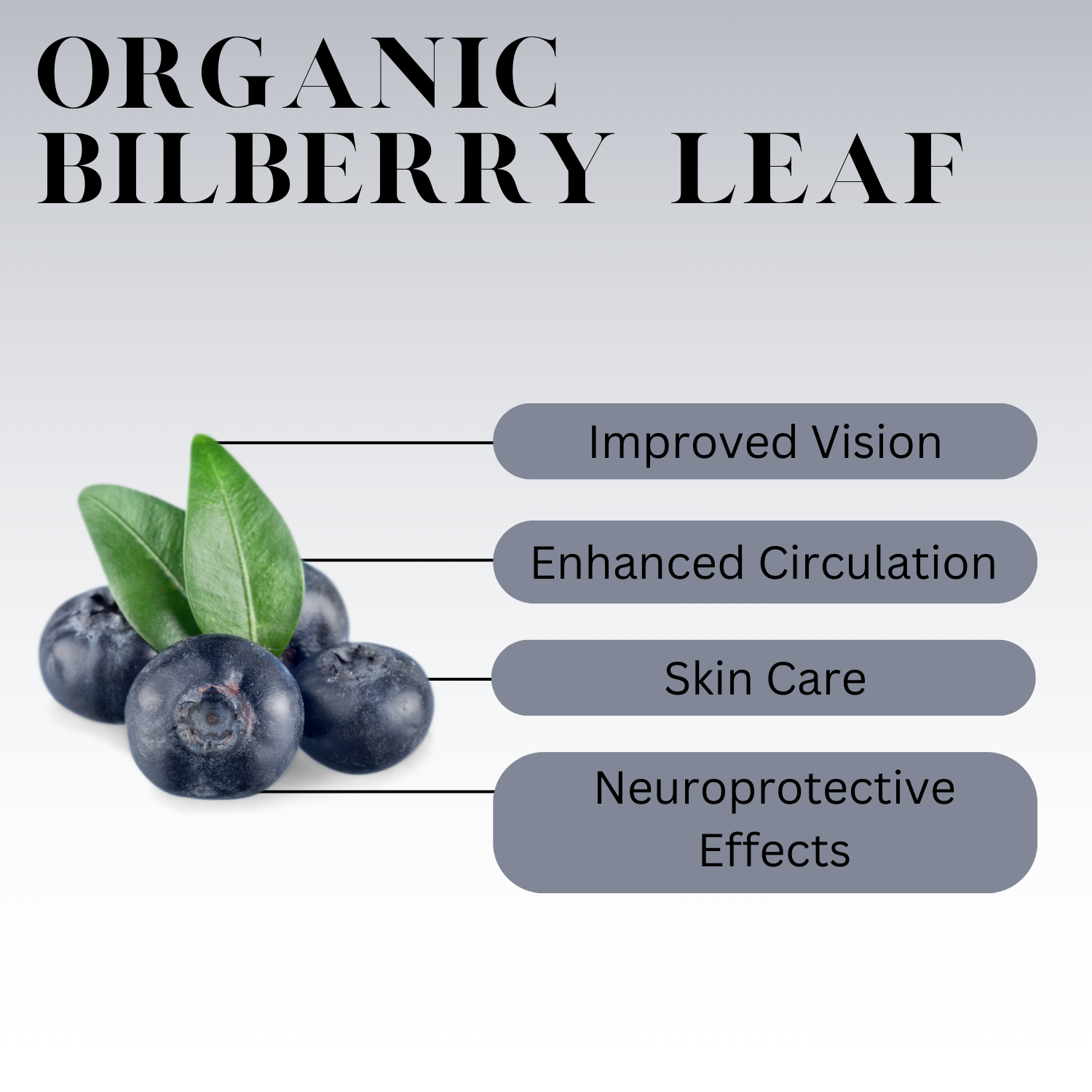 Infographic titled ‘Organic Bilberry Leaf’ showing blueberries and green leaves on the left, with labeled benefits including improved vision, enhanced circulation, skin care, and neuroprotective effects on the right.