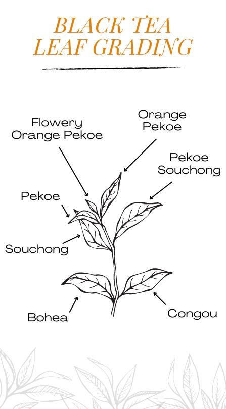 An Infographic legend on black tea leaf grading.