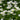 Chickweed flowers with yellow centers in a field of green grass