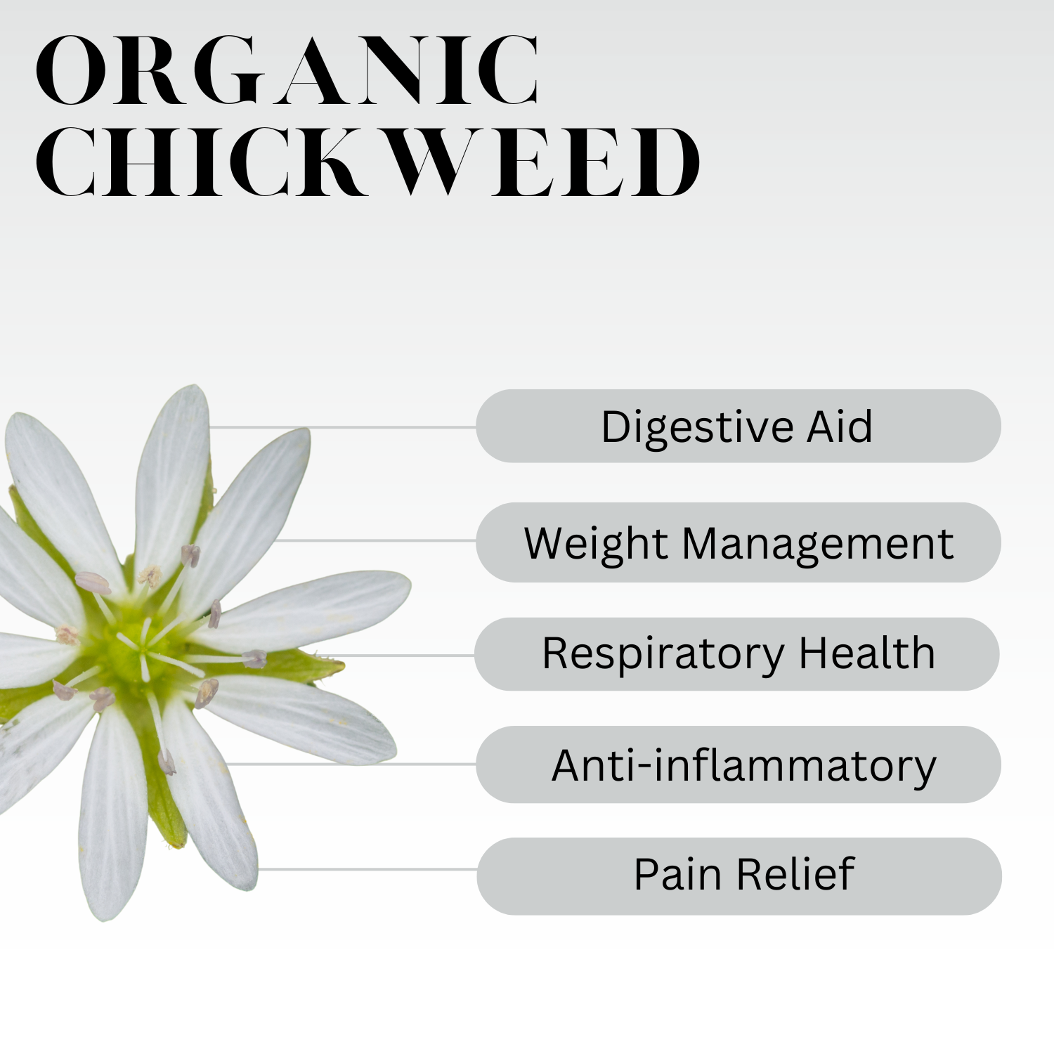 Infographic titled “Organic Chickweed” showing a white chickweed flower and text highlighting its benefits: digestive aid, weight management, respiratory health, anti-inflammatory, and pain relief.
