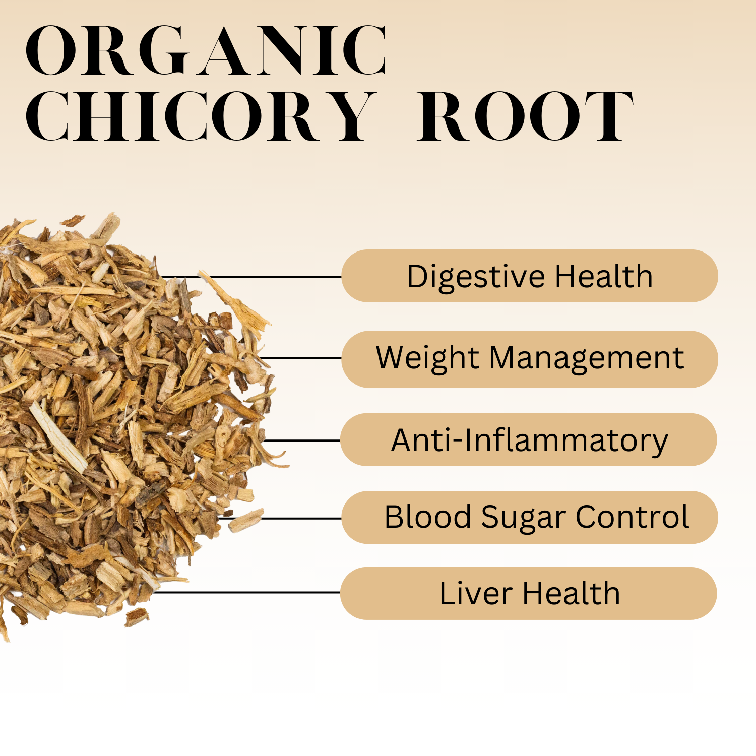 Infographic titled 'Organic Chicory Root' showing dried chicory root pieces and listing five health benefits: Digestive Health, Weight Management, Anti-Inflammatory, Blood Sugar Control, and Liver Health.