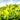 Close-up of china green tea leaves with a blurred background
