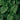 Close-up of green leaves with a dark background