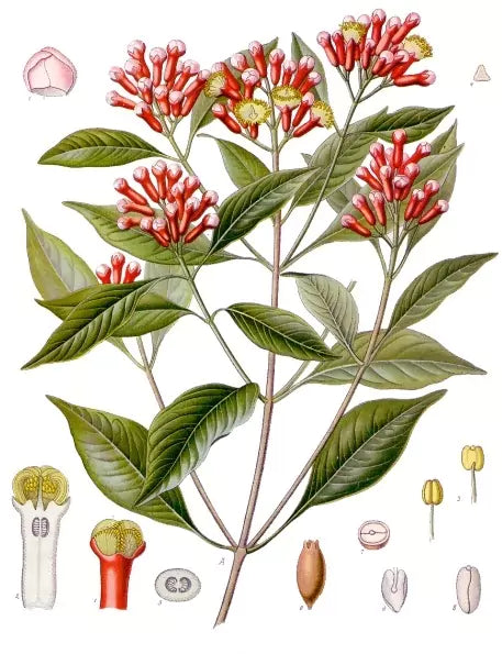 Botanical picture drawing of a clove plant. 