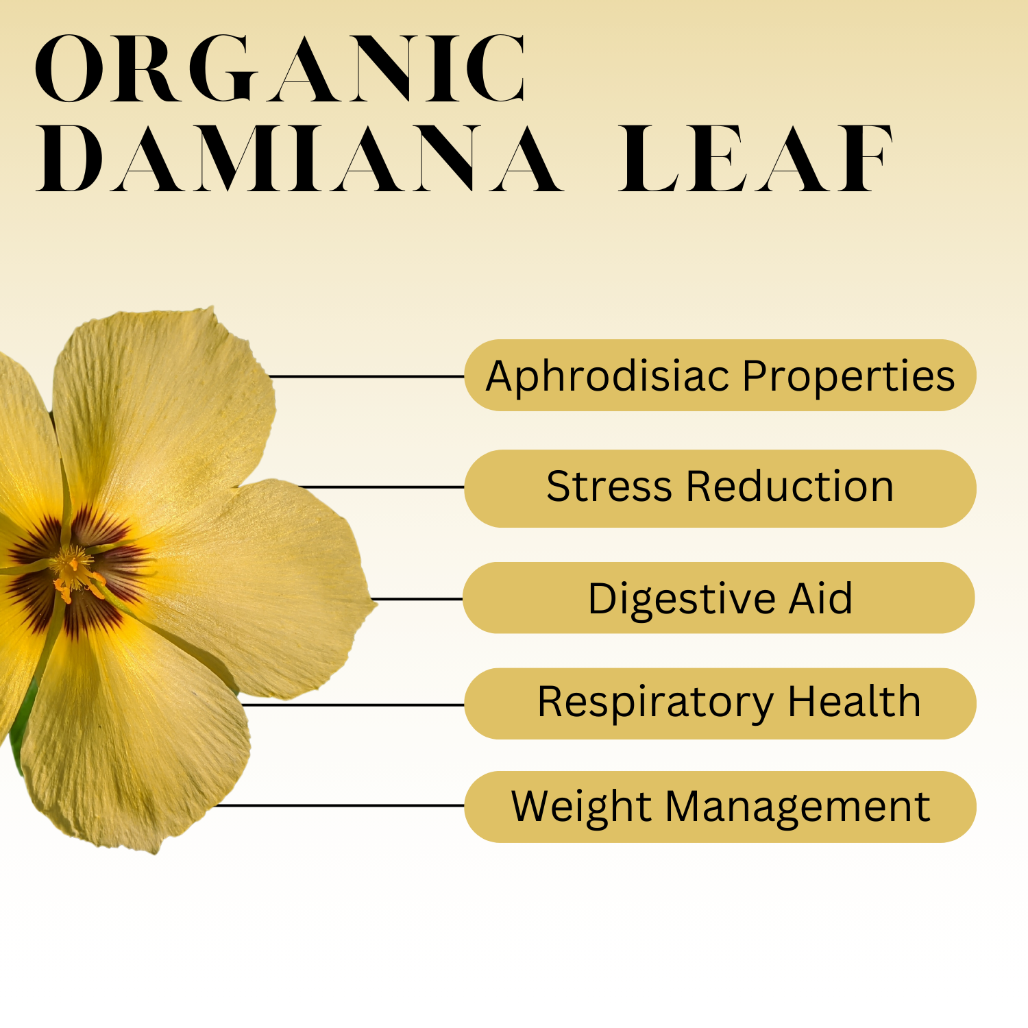 Infographic titled “Organic Damiana Leaf” with a yellow flower on the left and labeled benefits on the right: aphrodisiac properties, stress reduction, digestive aid, respiratory health, and weight management.