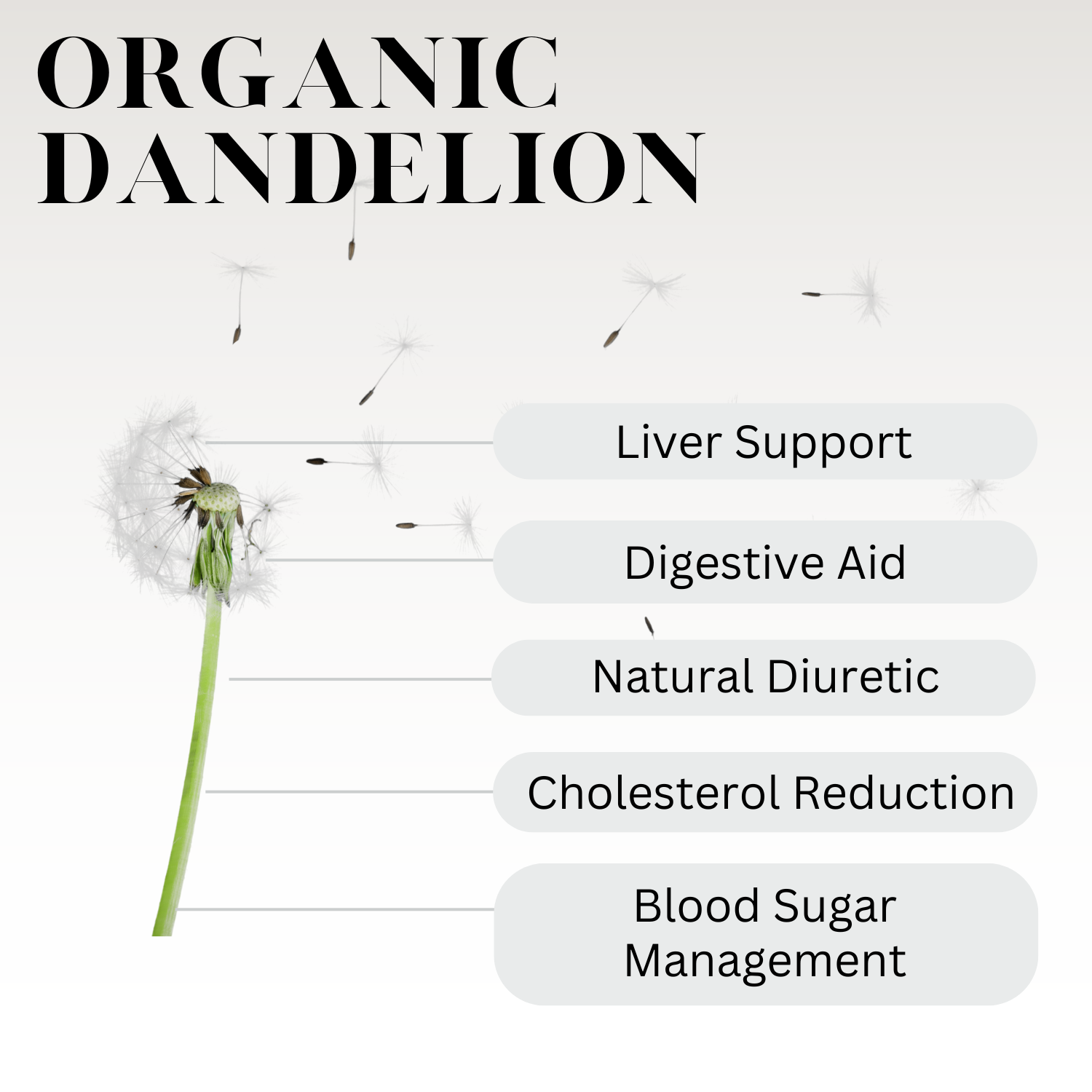 Infographic titled “Organic Dandelion” featuring a dandelion flower with seeds blowing in the wind and text listing health benefits: liver support, digestive aid, natural diuretic, cholesterol reduction, and blood sugar management.