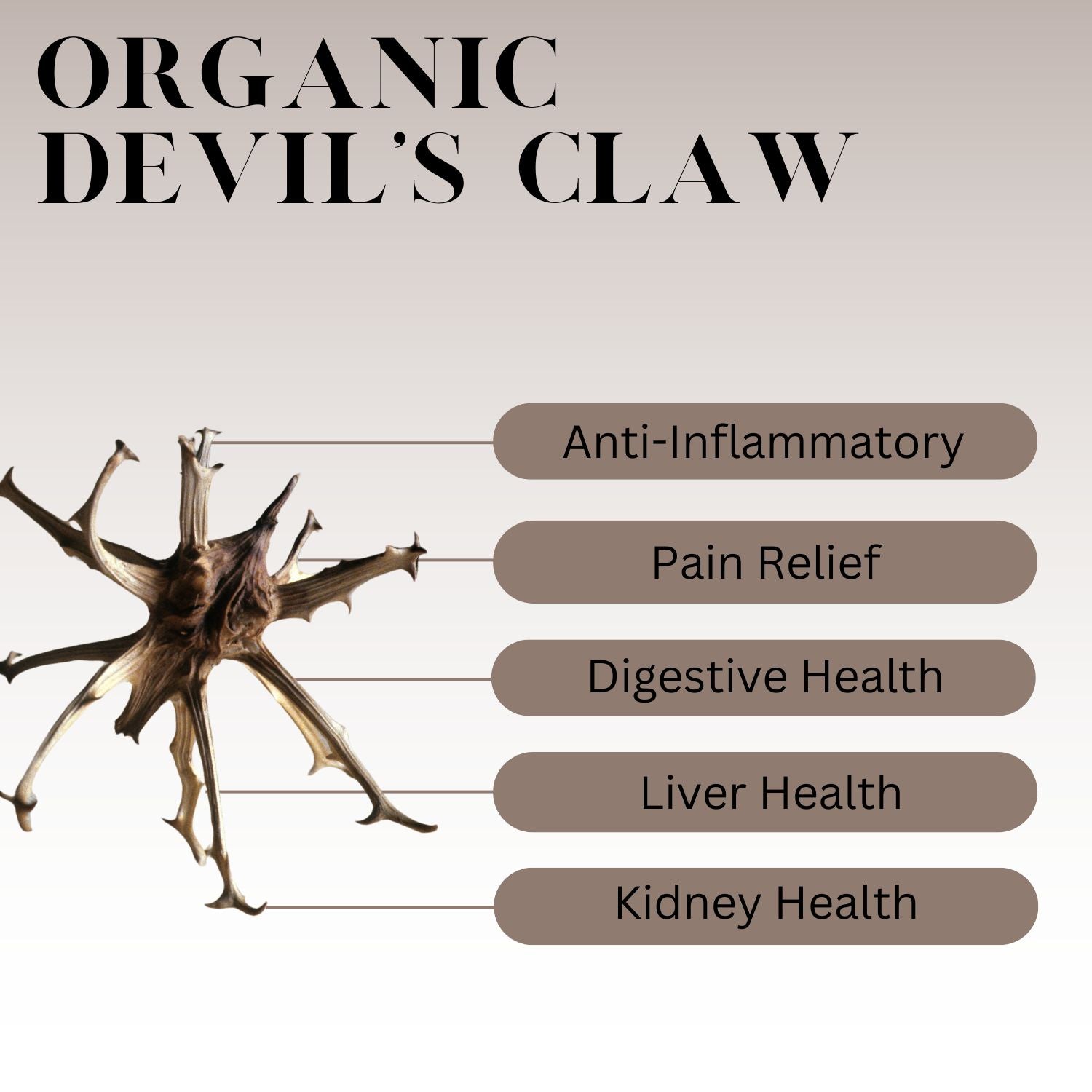 An infographic description for Organic Devil's Claw.