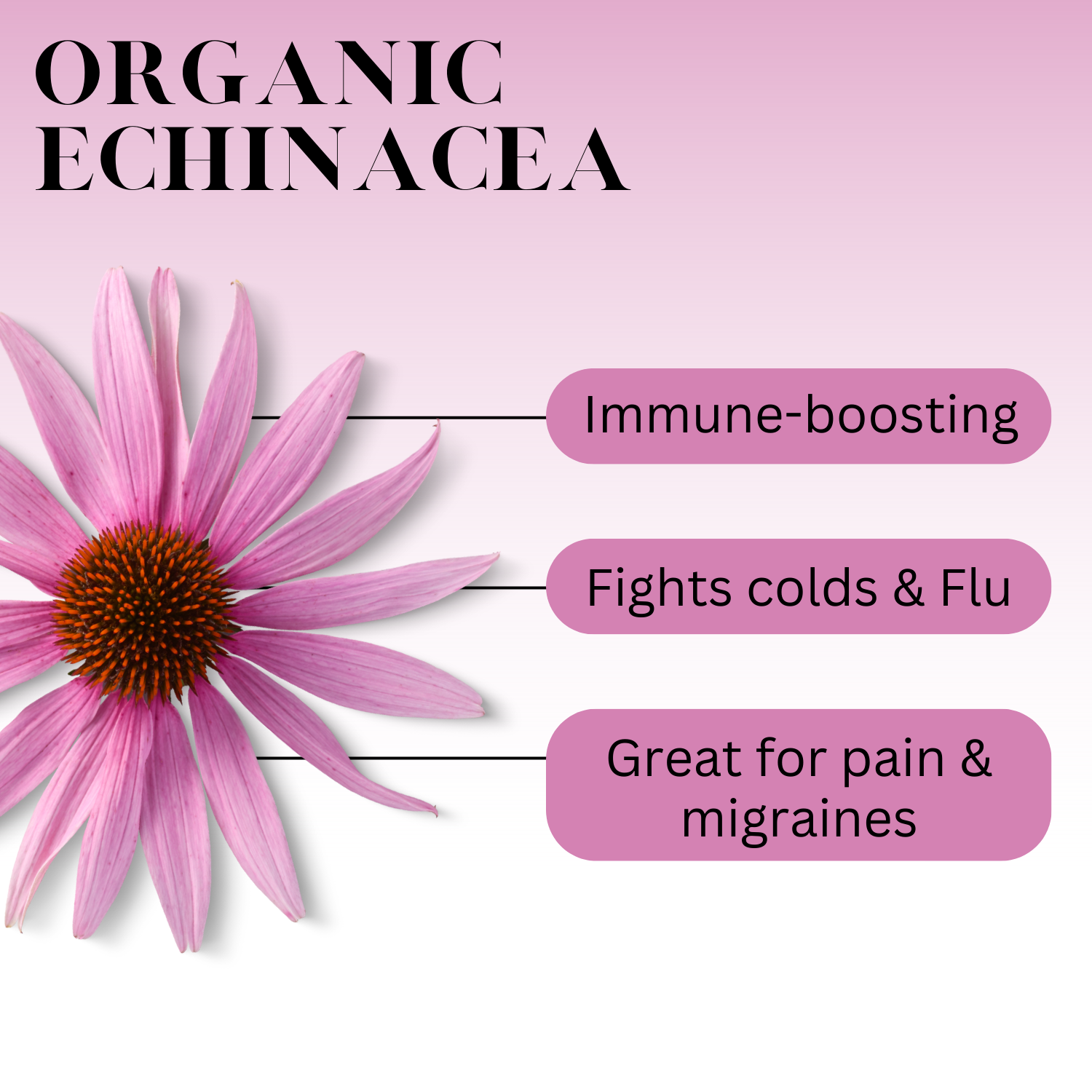 A graphic for organic echinacea with these words: Immune-boosting, Fights colds & Flu, Great for pain & migraines