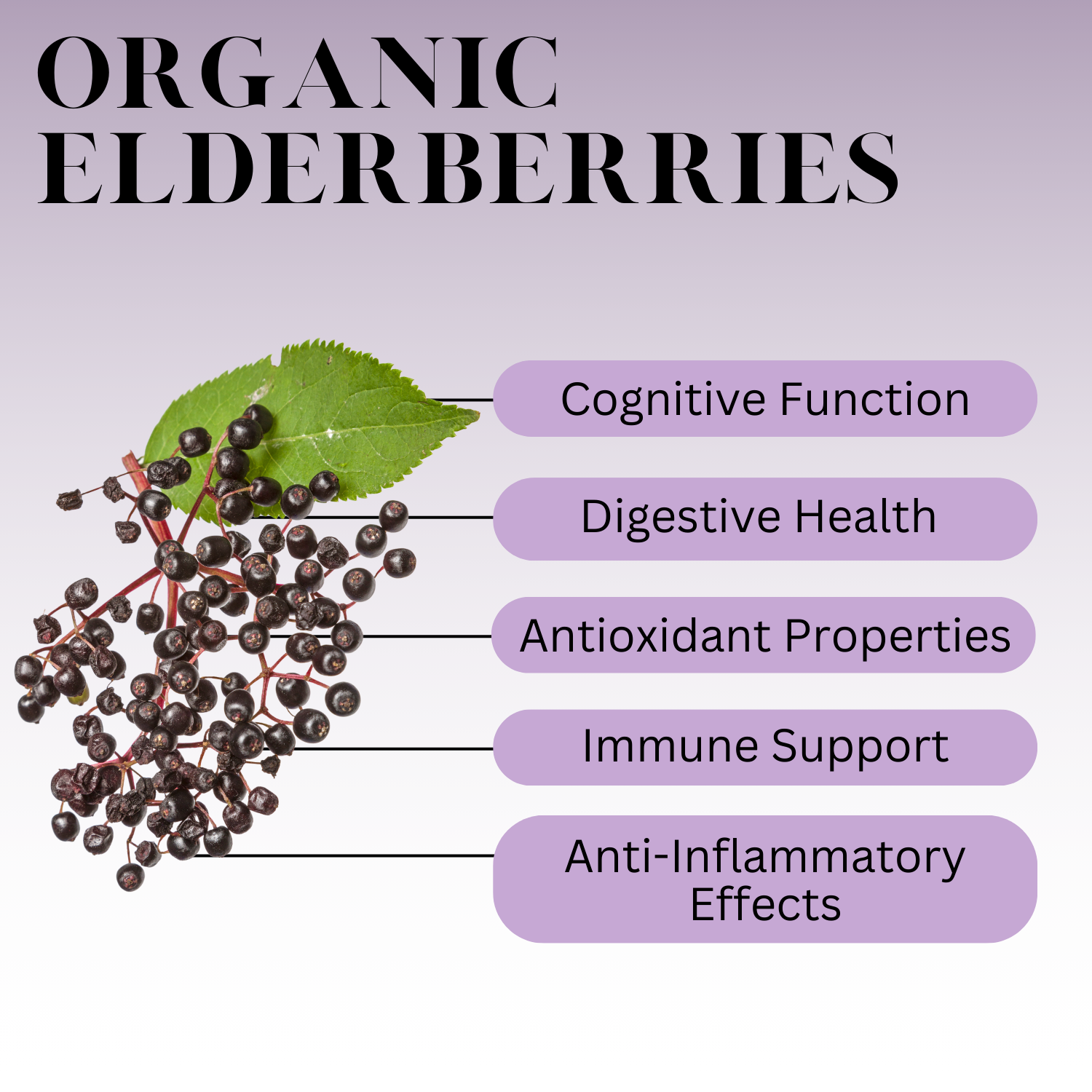 Infographic titled 'Organic Elderberries' showing elderberry clusters and listing benefits: Cognitive Function, Digestive Health, Antioxidant Properties, Immune Support, and Anti-Inflammatory Effects