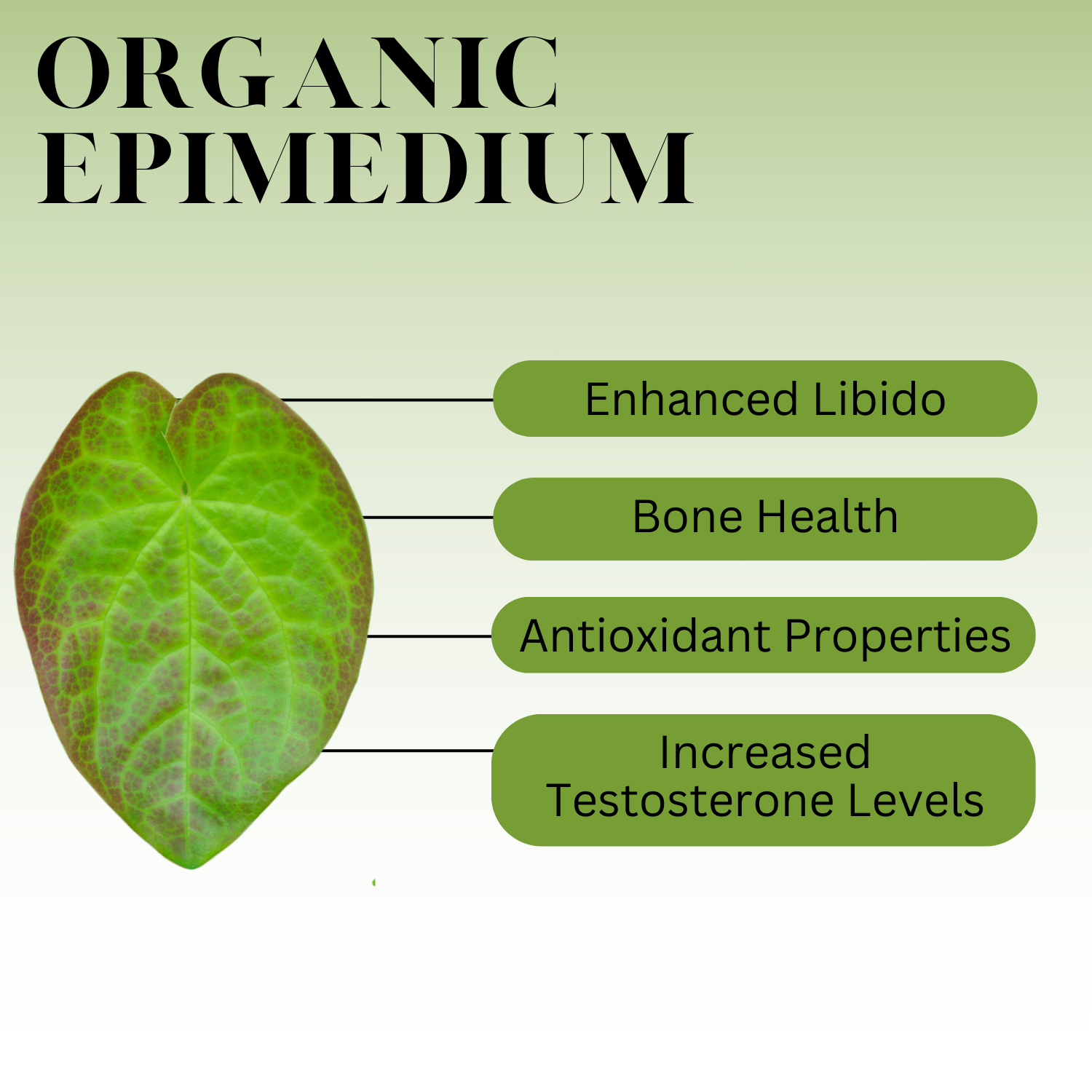 Infographic titled ‘Organic Epimedium’ showing a green heart-shaped epimedium leaf on a light green background, with labeled benefits including enhanced libido, bone health, antioxidant properties, and increased testosterone levels.