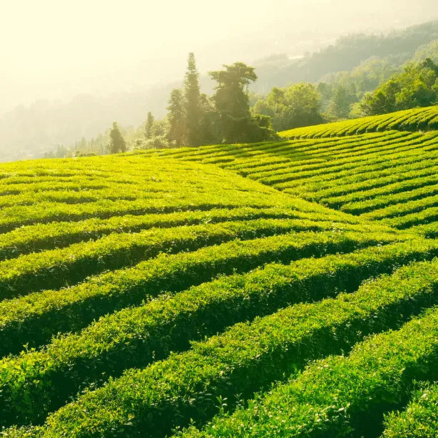 Sunlit green tea plantation with neatly lined rows of tea bushes stretching across rolling hills and trees in the background.