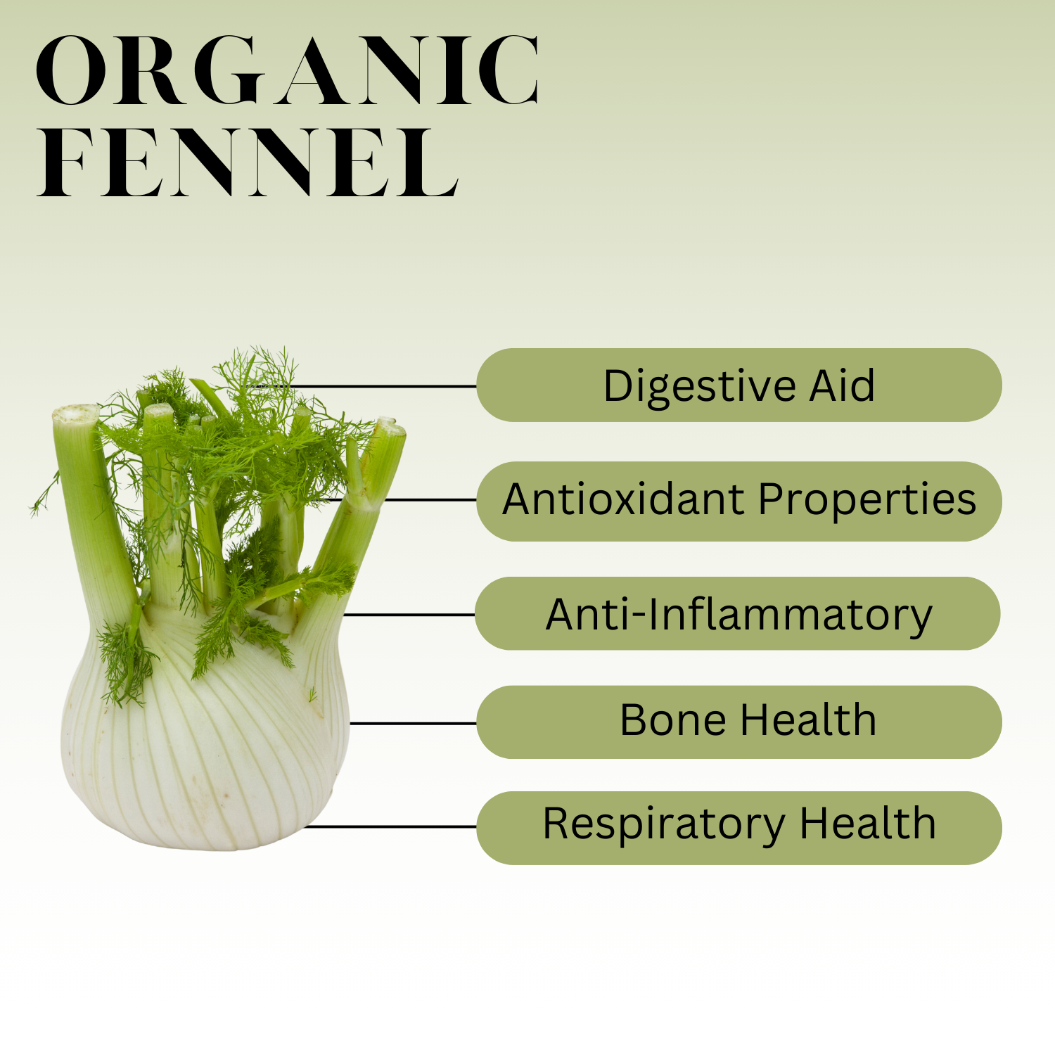 An infographic description for Organic Fennel.