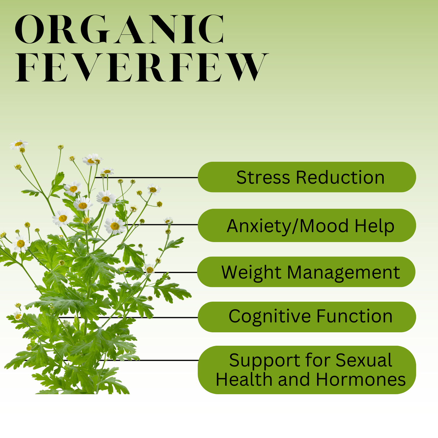 An Infographic description for Organic Feverfew.