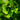 Close-up of green ginkgo biloba leaves with a blurred green background