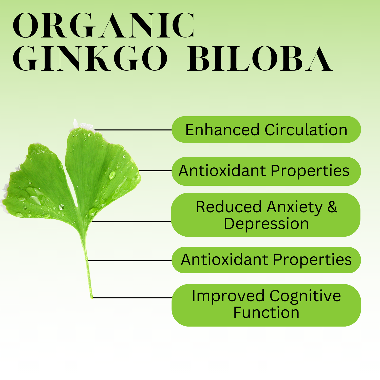 Infographic titled “Organic Ginkgo Biloba” showing a green ginkgo leaf on the left with labeled health benefits on the right: enhanced circulation, antioxidant properties, reduced anxiety and depression, and improved cognitive function.