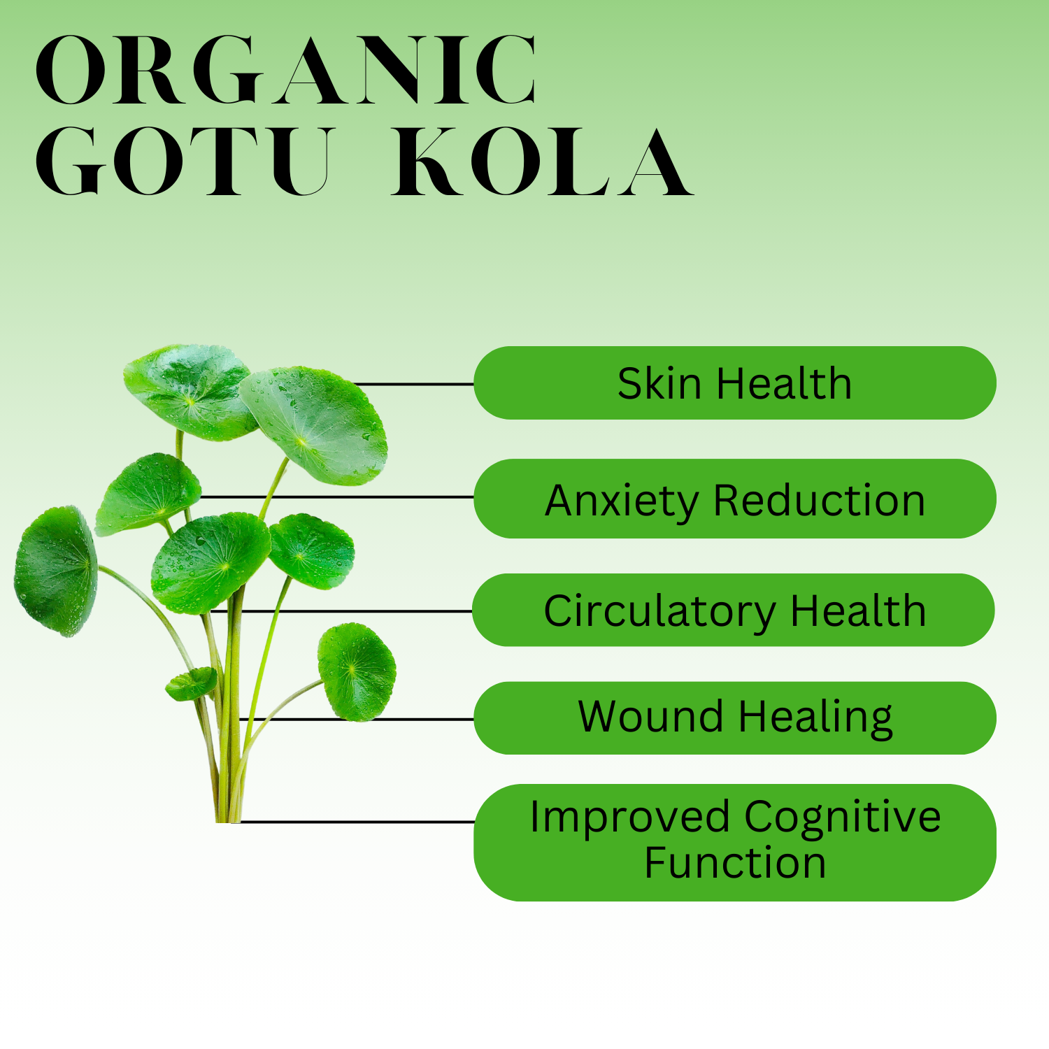 Infographic titled “Organic Gotu Kola” showing green gotu kola leaves on the left with labeled health benefits on the right: skin health, anxiety reduction, circulatory health, wound healing, and improved cognitive function, on a light green background.