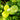 Close-up of green gotu kola leaves with water droplets on a blurred green background