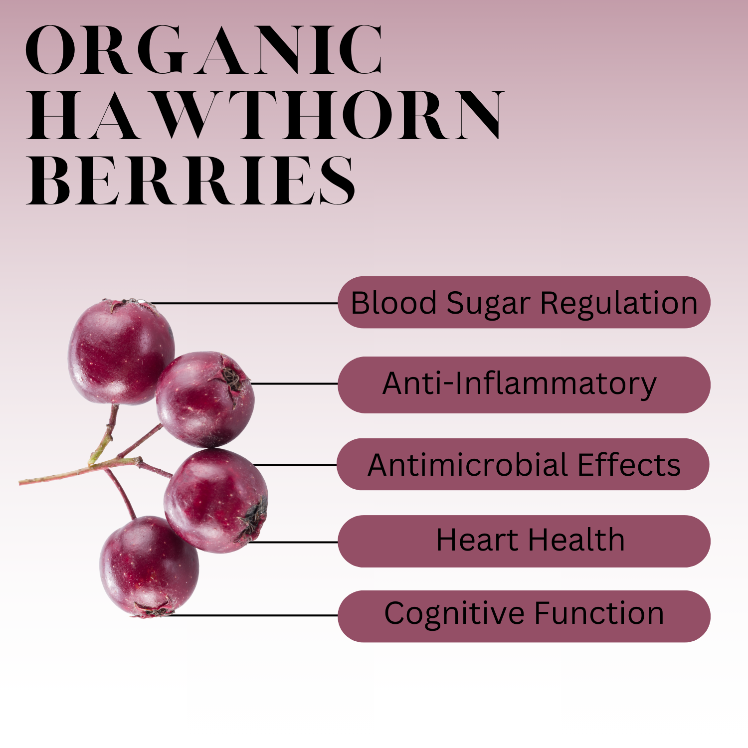 An infographic description for Organic Hawthorn Berries.