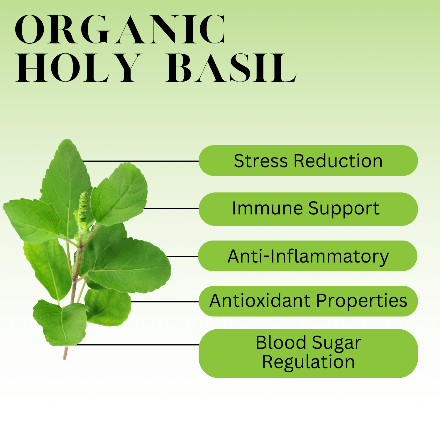 An infographic description for Organic Holy Basil.