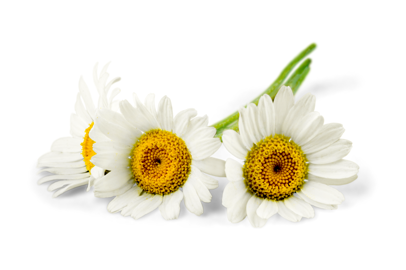 Close-up of fresh chamomile flowers with white petals and yellow centers on a white background, representing natural and calming herbal ingredients.