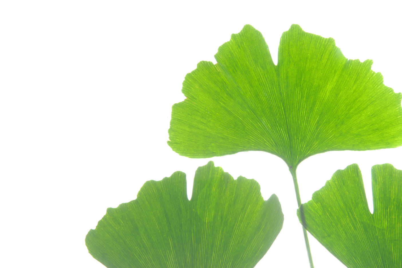 Close-up of three fresh green ginkgo biloba leaves against a white background, showing their distinct fan shape and vibrant texture.