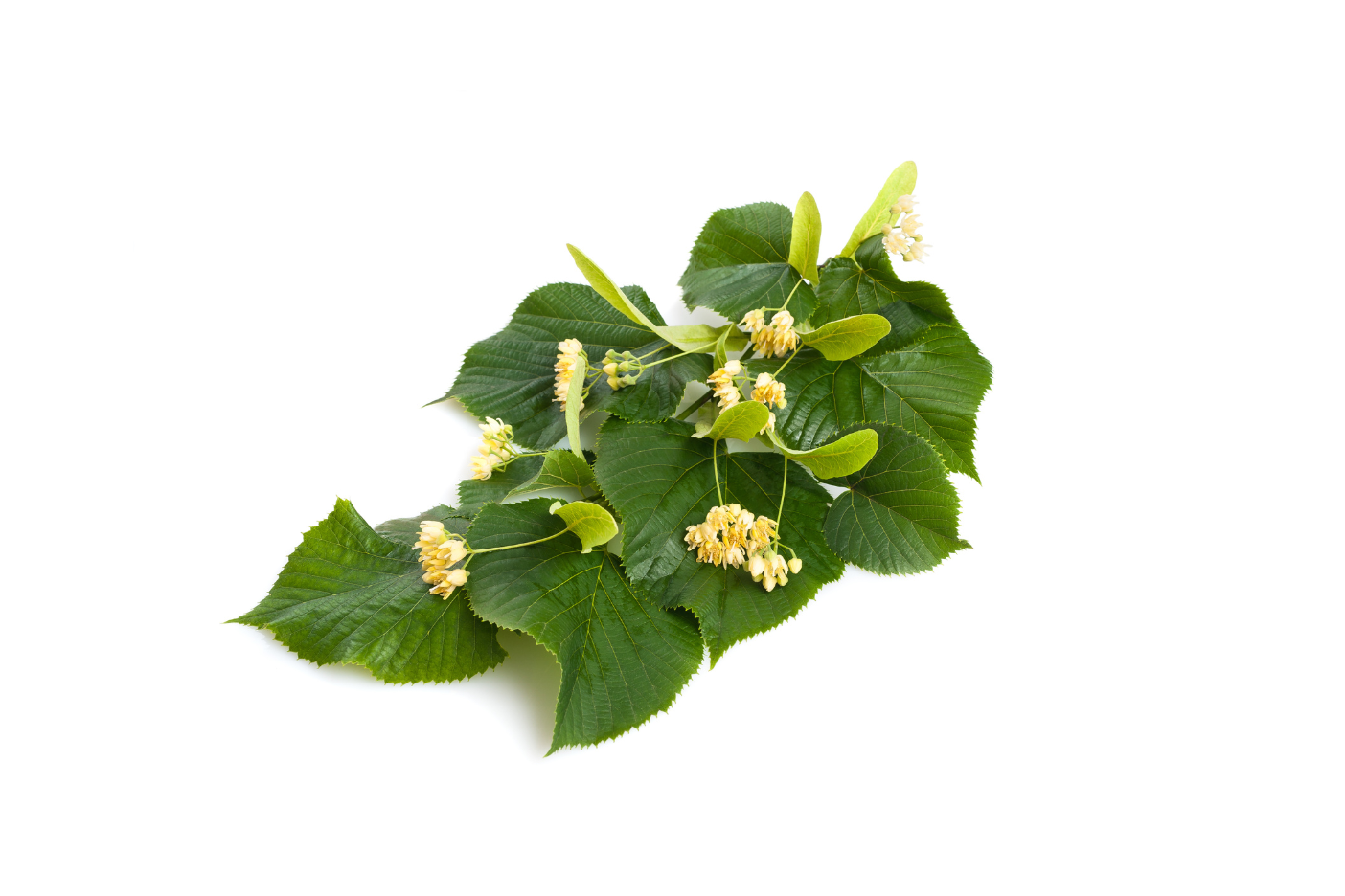 Cluster of fresh green linden leaves with small yellow linden flowers on a white background, representing the linden leaf plant used in herbal teas.