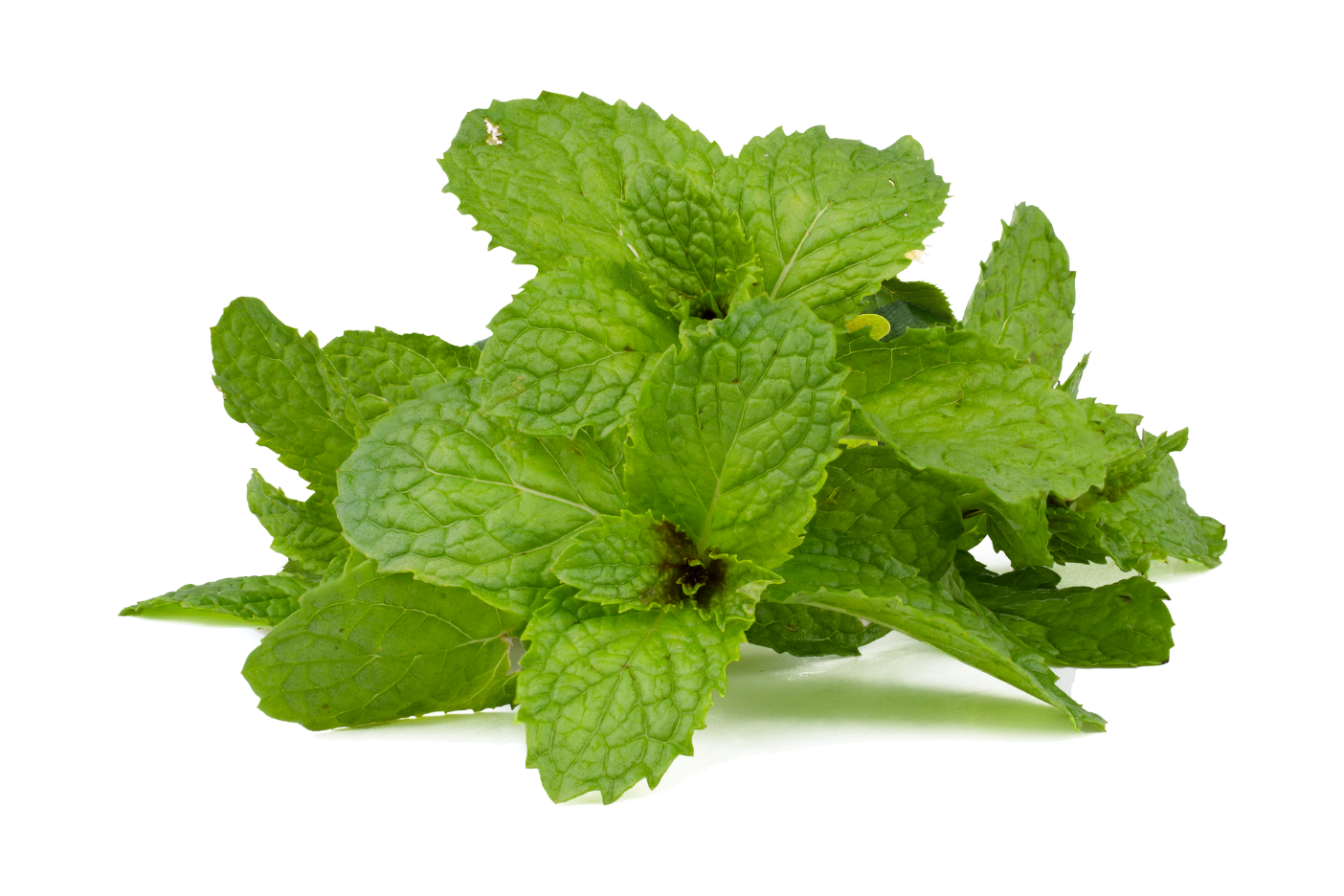 Fresh green peppermint leaves on a white background, showing their textured surface and vibrant color.