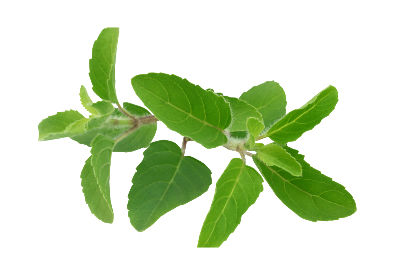 Cluster of fresh herbs