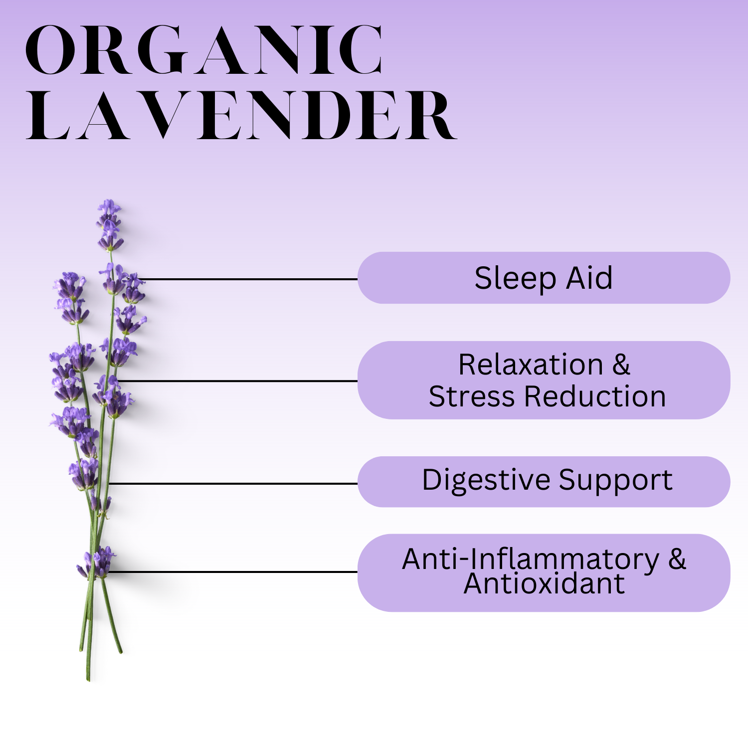 Organic Lavender graphic with these words: Sleep aid, Relaxation & Stress Reduction, Digestive Support, Anti-Inflammatory & Antioxidant 