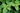Close-up of green lemon balm leaves with a blurred background.