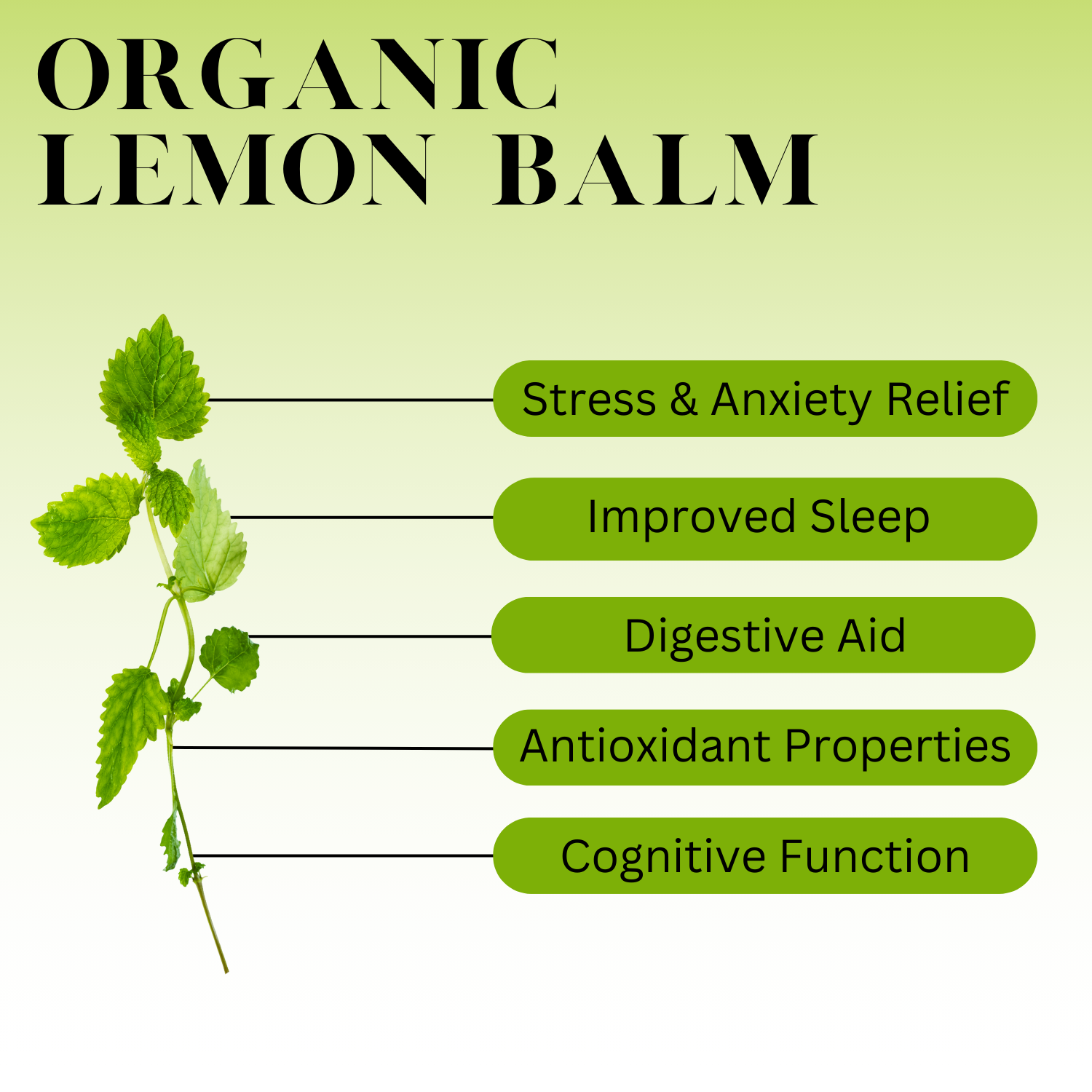 Infographic showing the health benefits of Organic Lemon Balm with a green gradient background and lemon balm leaves on the left. Benefits listed include stress and anxiety relief, improved sleep, digestive aid, antioxidant properties, and cognitive function.